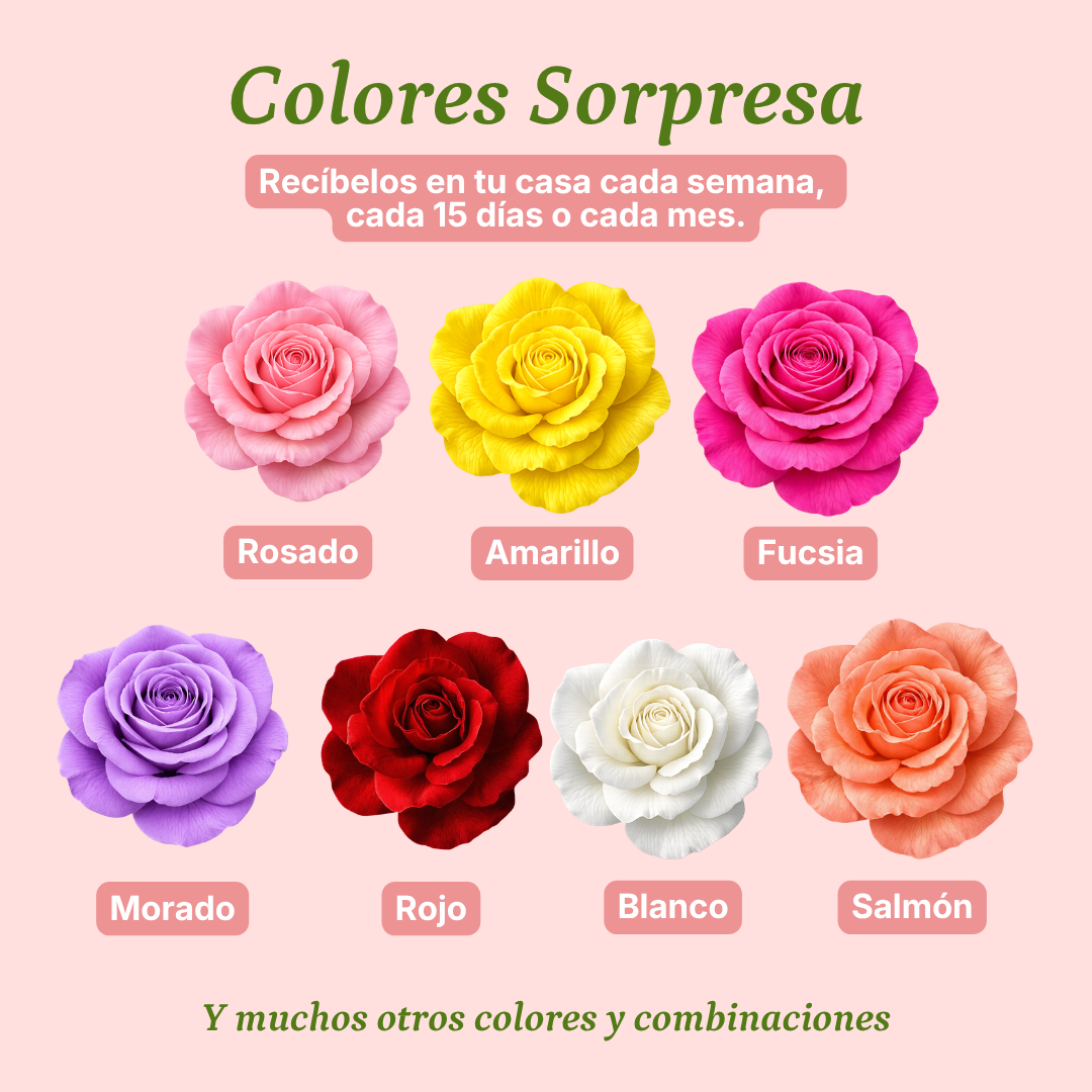 Plan Rosas