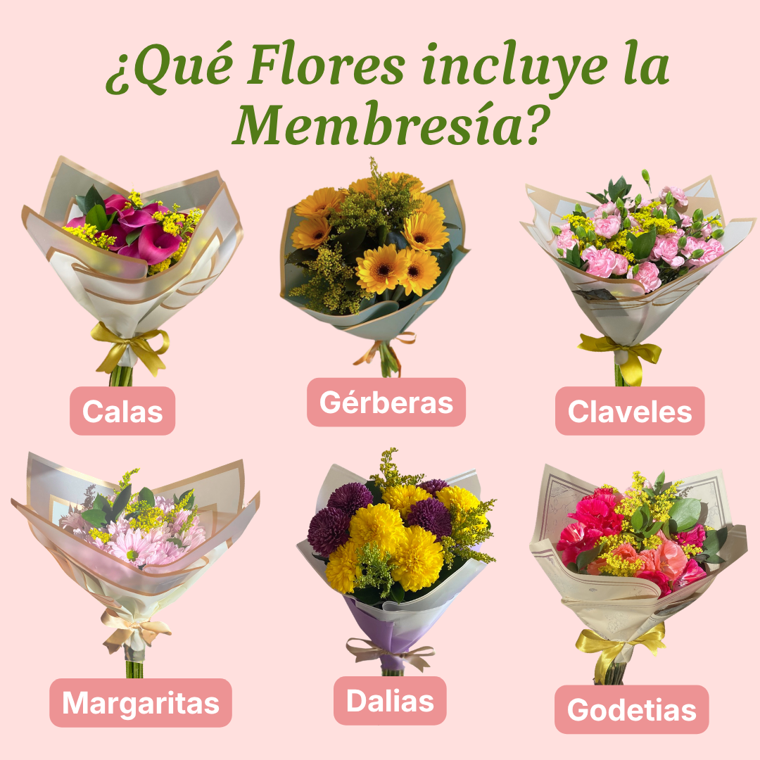 Plan Clásico